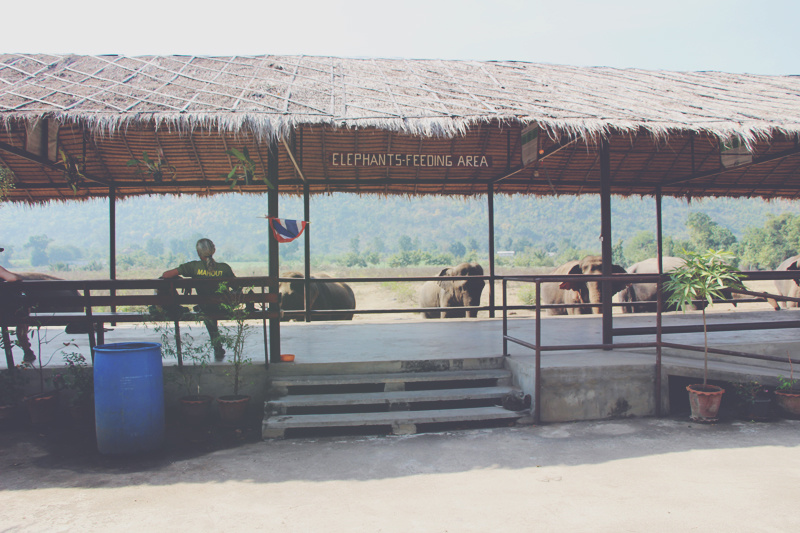 J'ai testé : le volontariat chez les éléphants en Thailande !