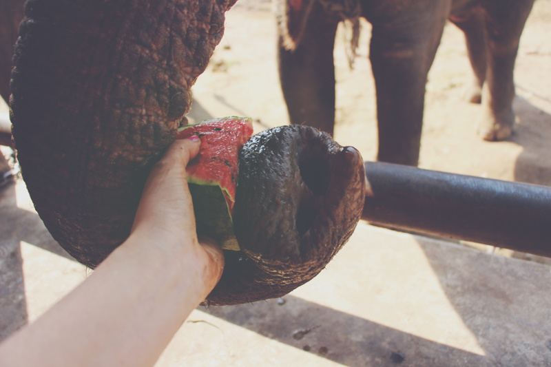 J'ai testé : le volontariat chez les éléphants en Thailande !